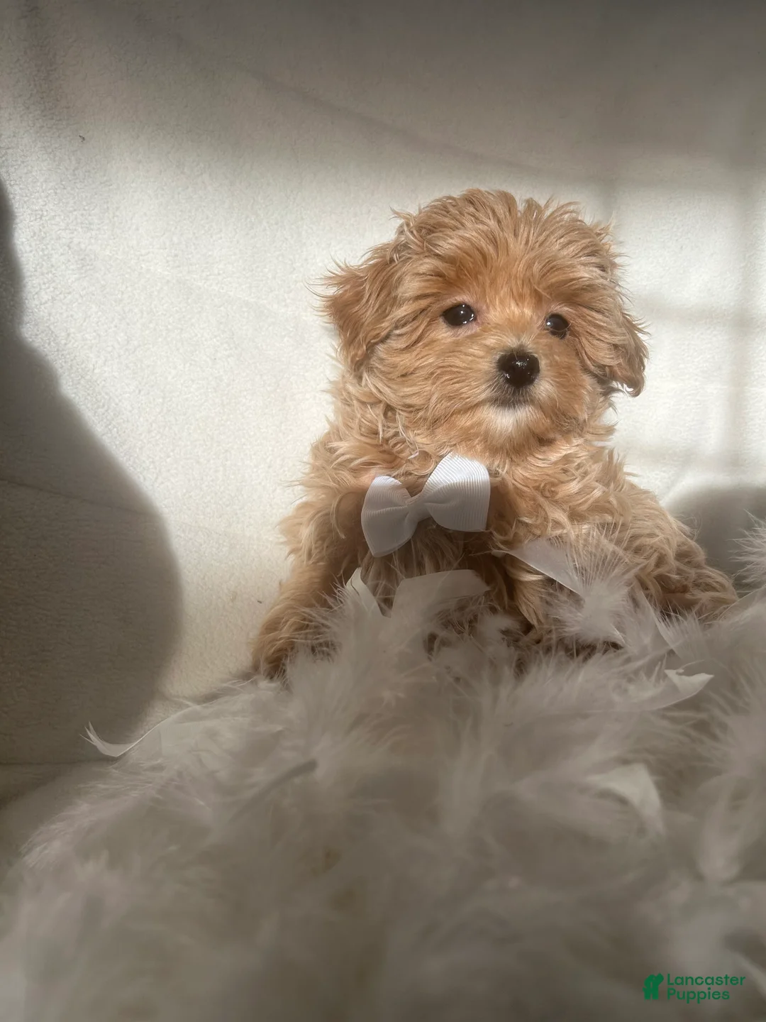 Mixed Breed dogs for sale: Teddy - Ad 2