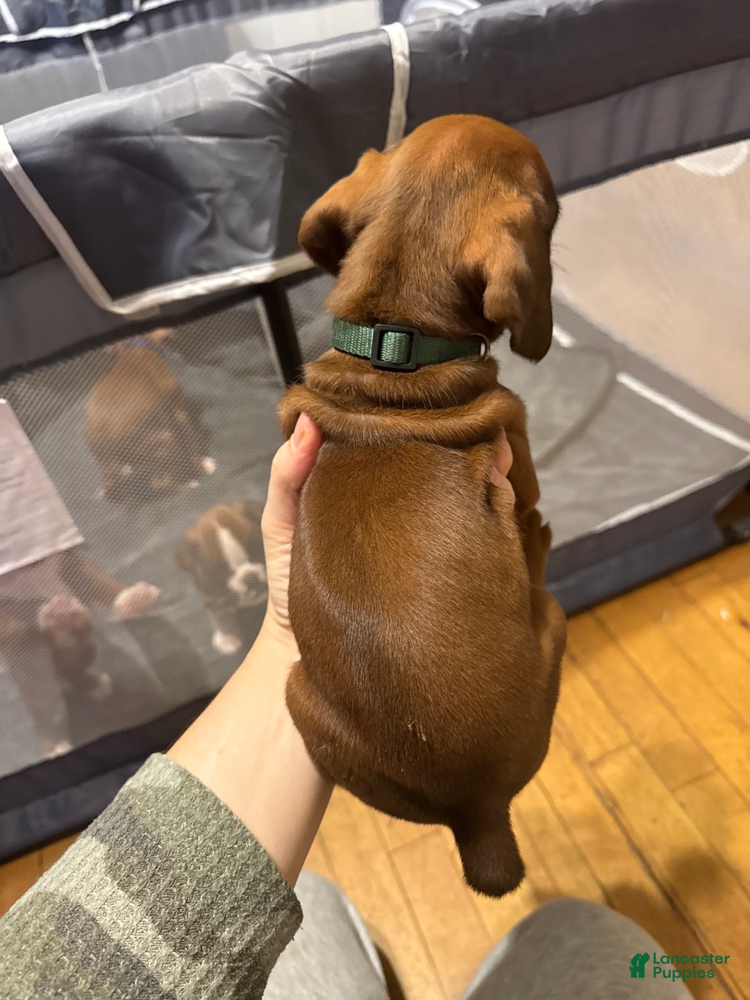 Boxer dogs for sale: Marshall - Ad 2