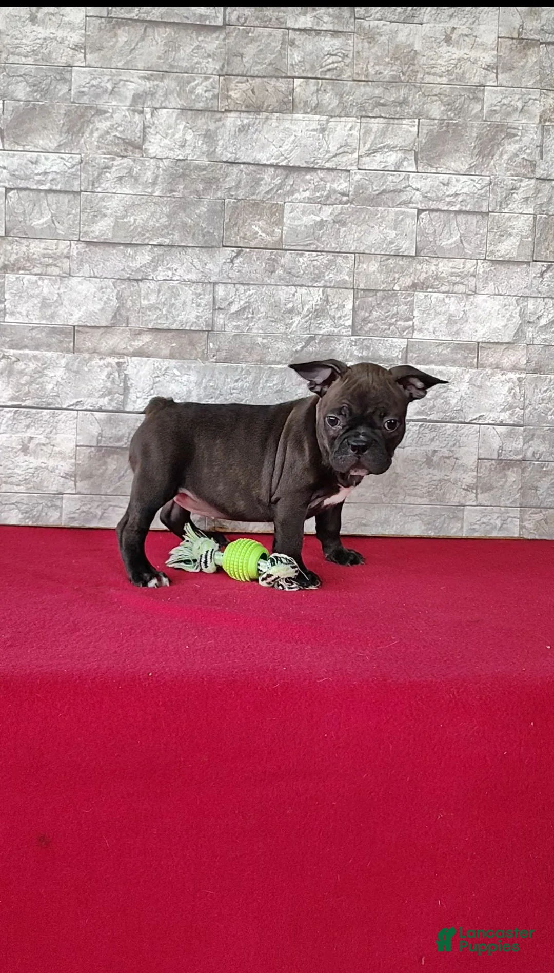 Mixed Breed dogs for sale: Abby - Ad 2