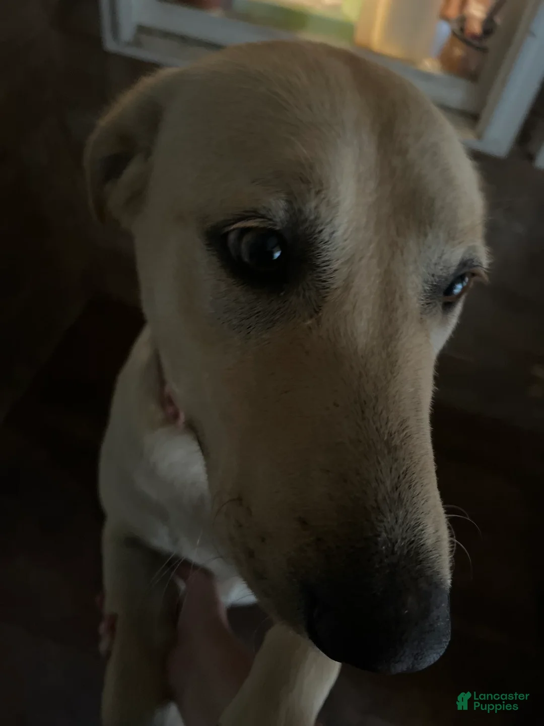 Labrador Retriever dogs for sale: Labrador Retriever 1 - Ad 2