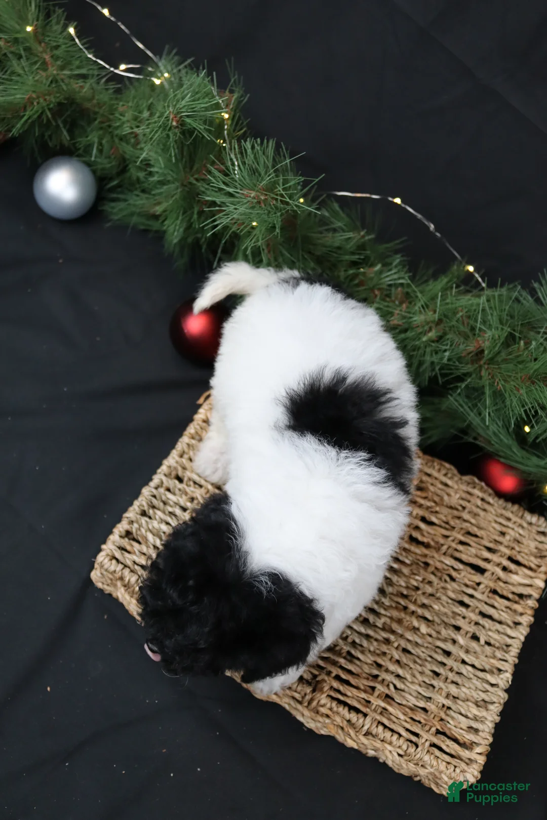 Cavapoo dogs for sale: Jingle - Ad 3