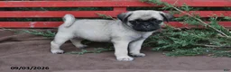 Pug dogs for sale: Tracey - Ad 3
