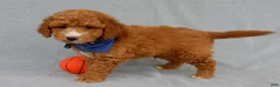 Mini Goldendoodle dogs for sale: Douglas - Ad 3