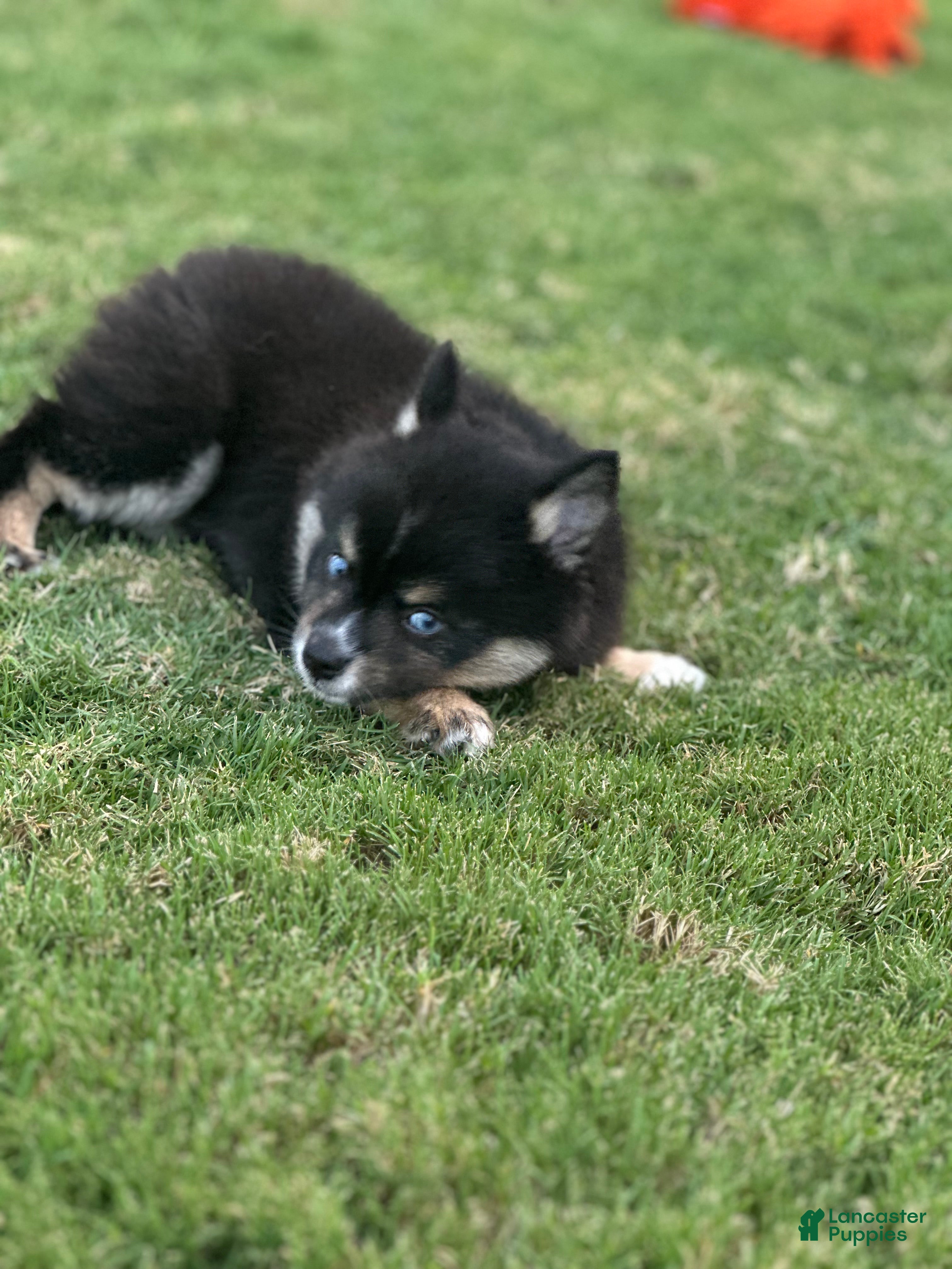 Pomsky dogs Kairo - Ad 2