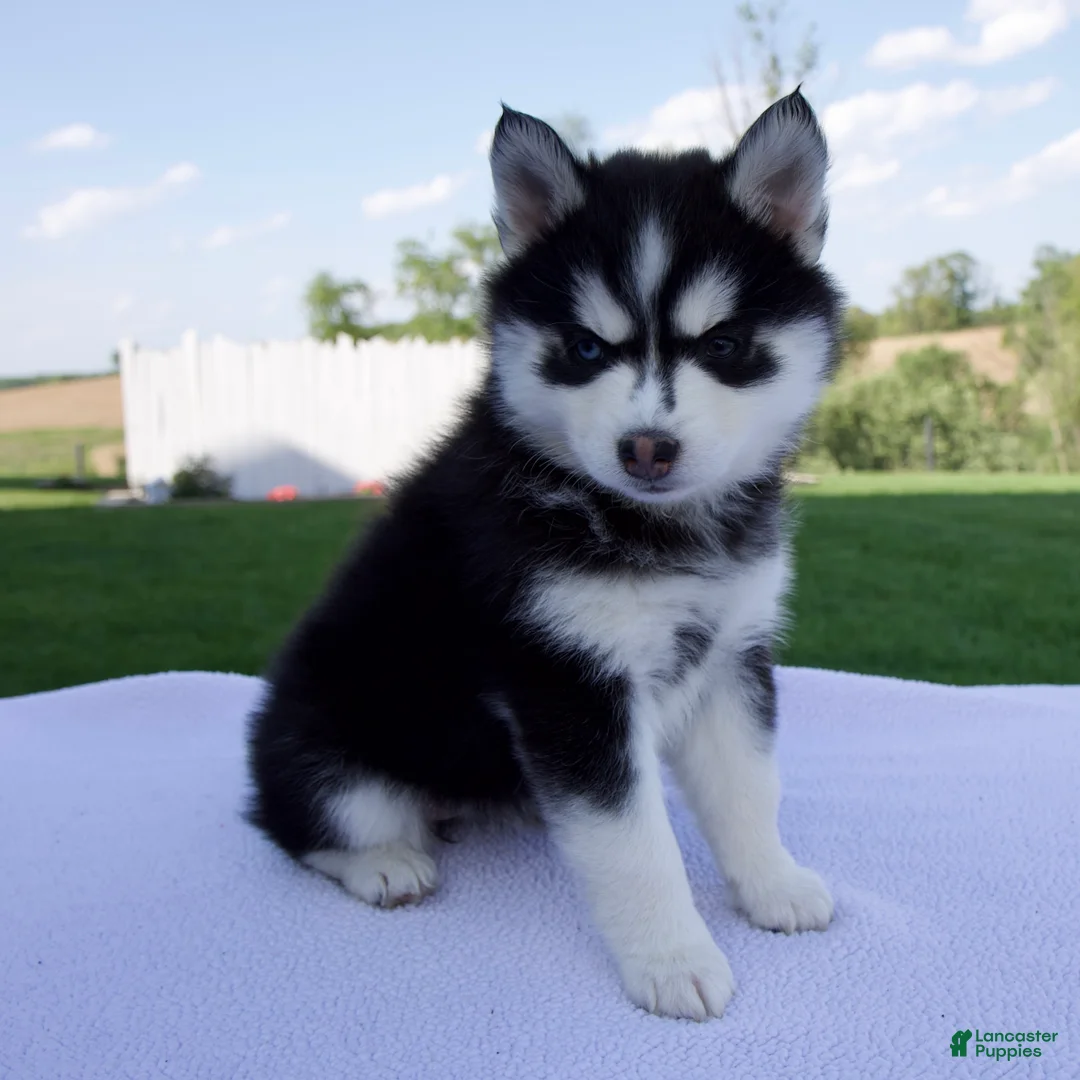 Pomsky dogs for sale: Savannah - Ad 2