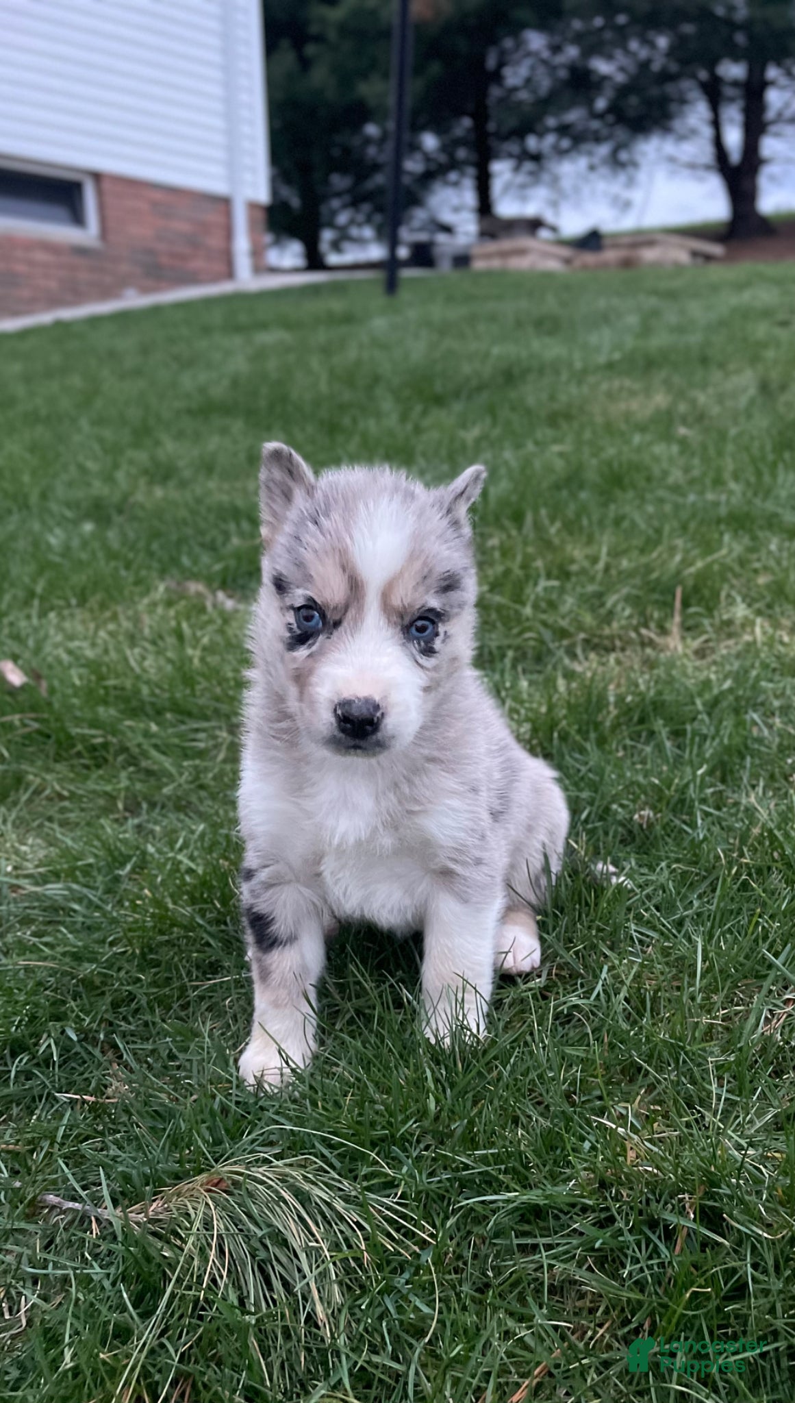 Gerberian Shepsky dogs Chief - Ad 2