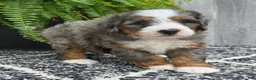 Mini Bernedoodle dogs for sale: Mini Knox - Ad 17