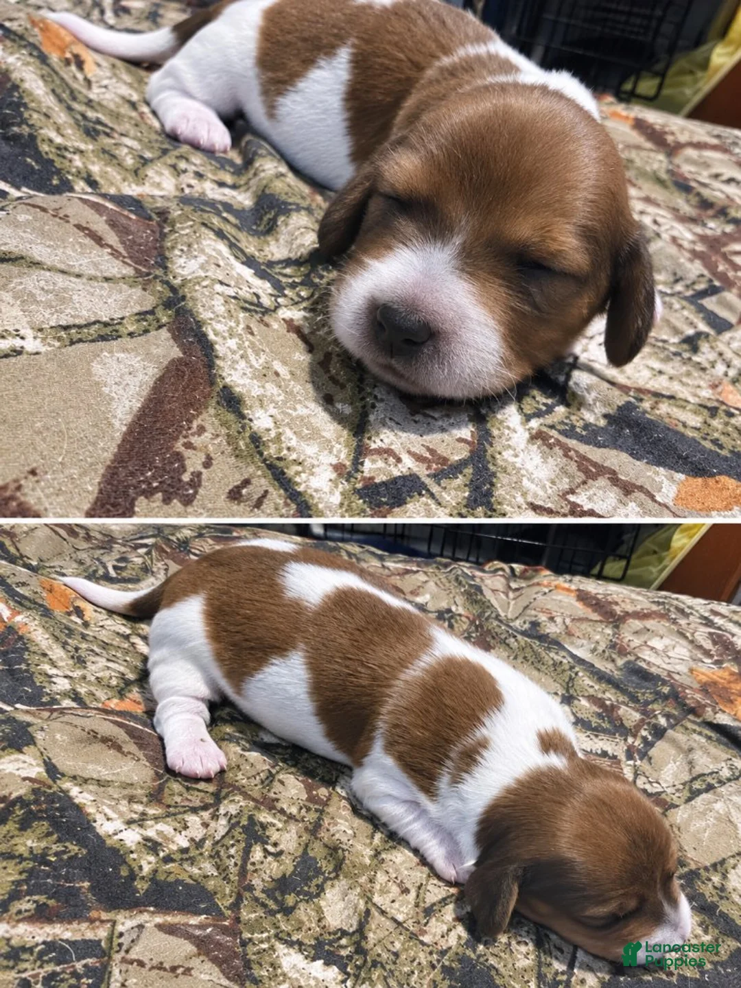 Miniature Dachshund dogs for sale: Chulo AKC - Ad 1
