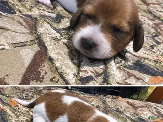 Miniature Dachshund dogs Chulo AKC - Ad 8