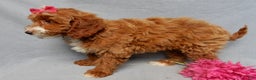 Mini Goldendoodle dogs for sale: Lulu - Ad 4