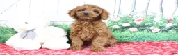 Mini Goldendoodle dogs for sale: April - Ad 4