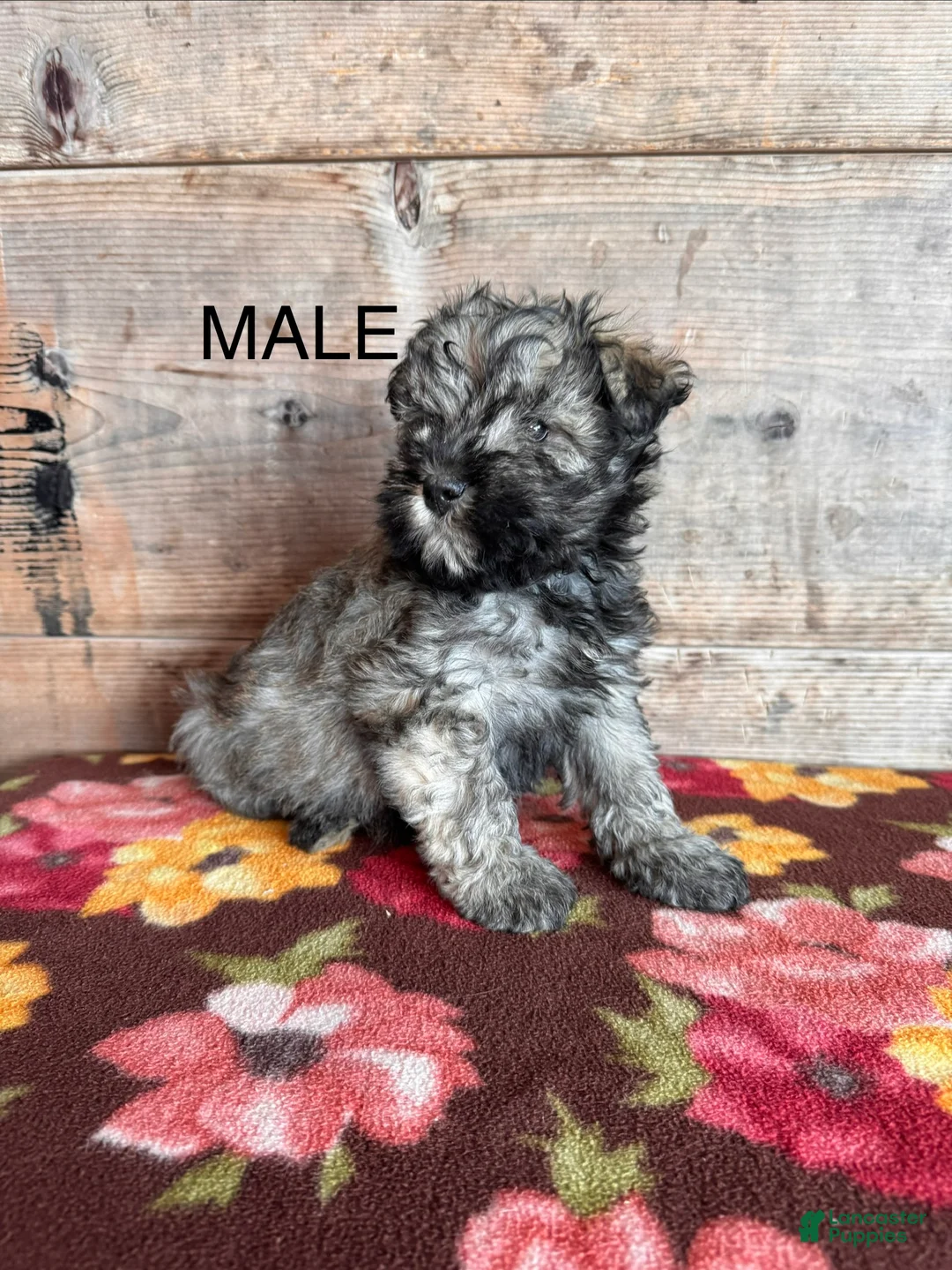 Miniature Schnauzer dogs for sale: Miniature Schnauzer Puppy 4 - Ad 1