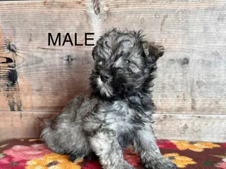 Miniature Schnauzer dogs Miniature Schnauzer Puppy 4 - Ad 40