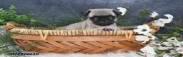 Pug dogs for sale: Gilbert - Ad 5