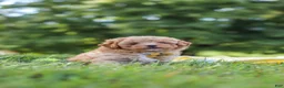 Yorkiepoo dogs for sale: Theo - Ad 9