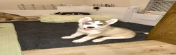 Siberian Husky dogs for sale: Siberian Husky 1 - Ad 1