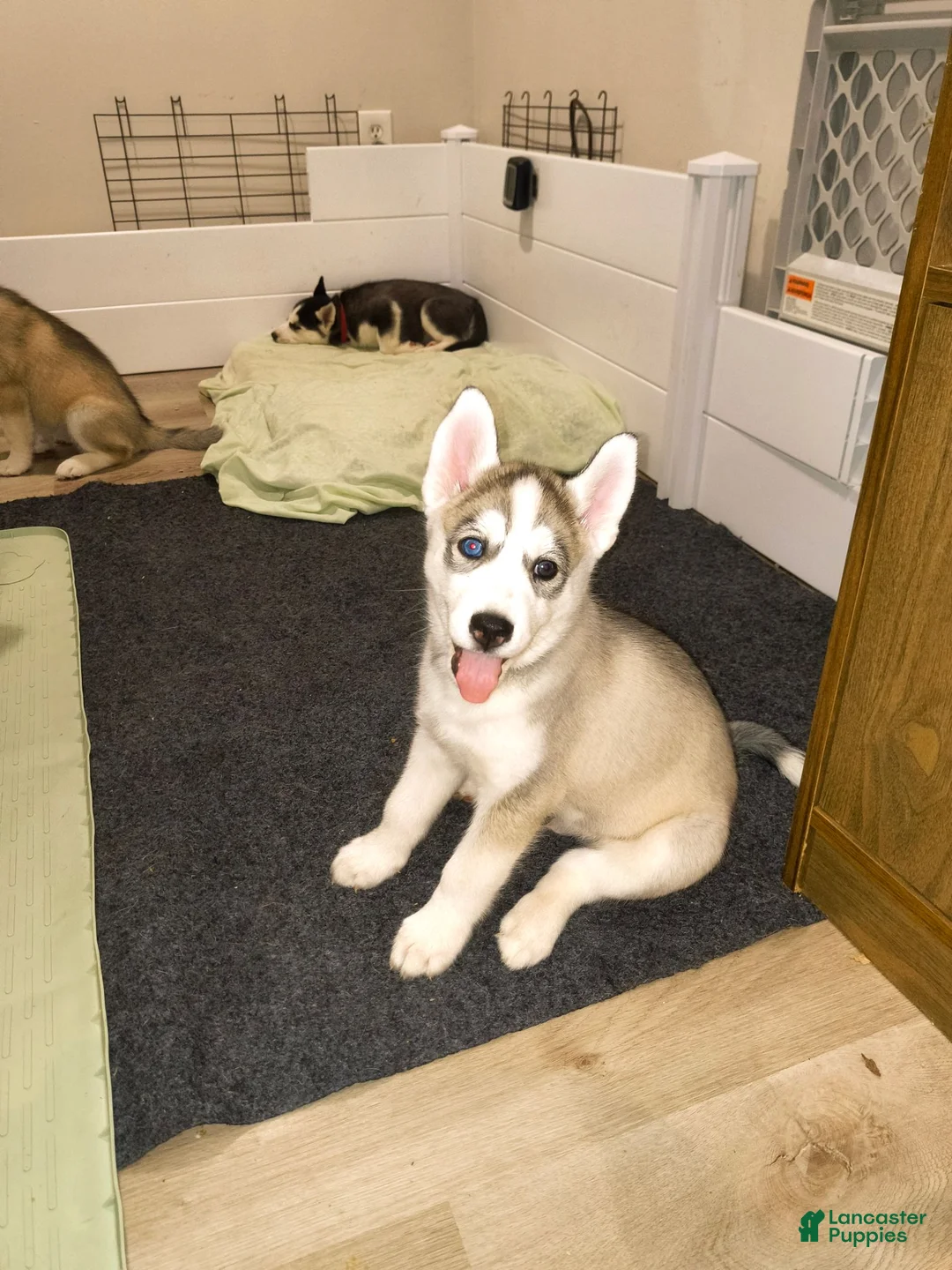 Siberian Husky dogs for sale: Siberian Husky 1 - Ad 1