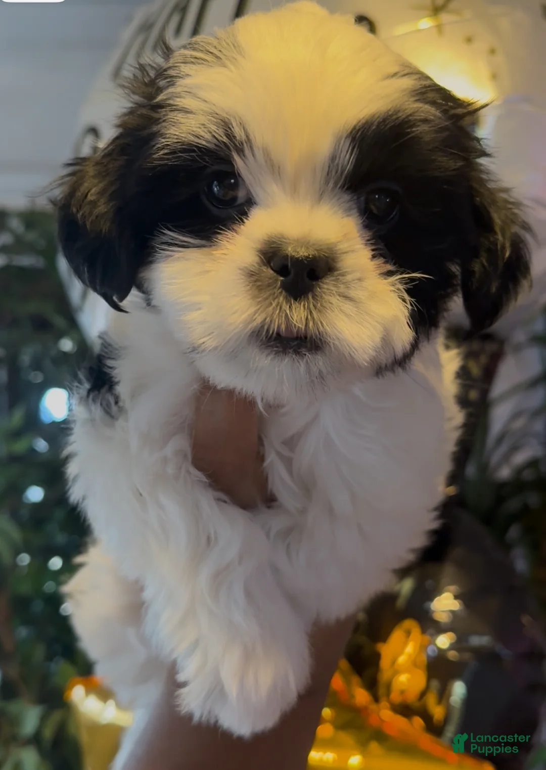 Shih Tzu dogs for sale: Shih Tzu Puppy 1 - Ad 3