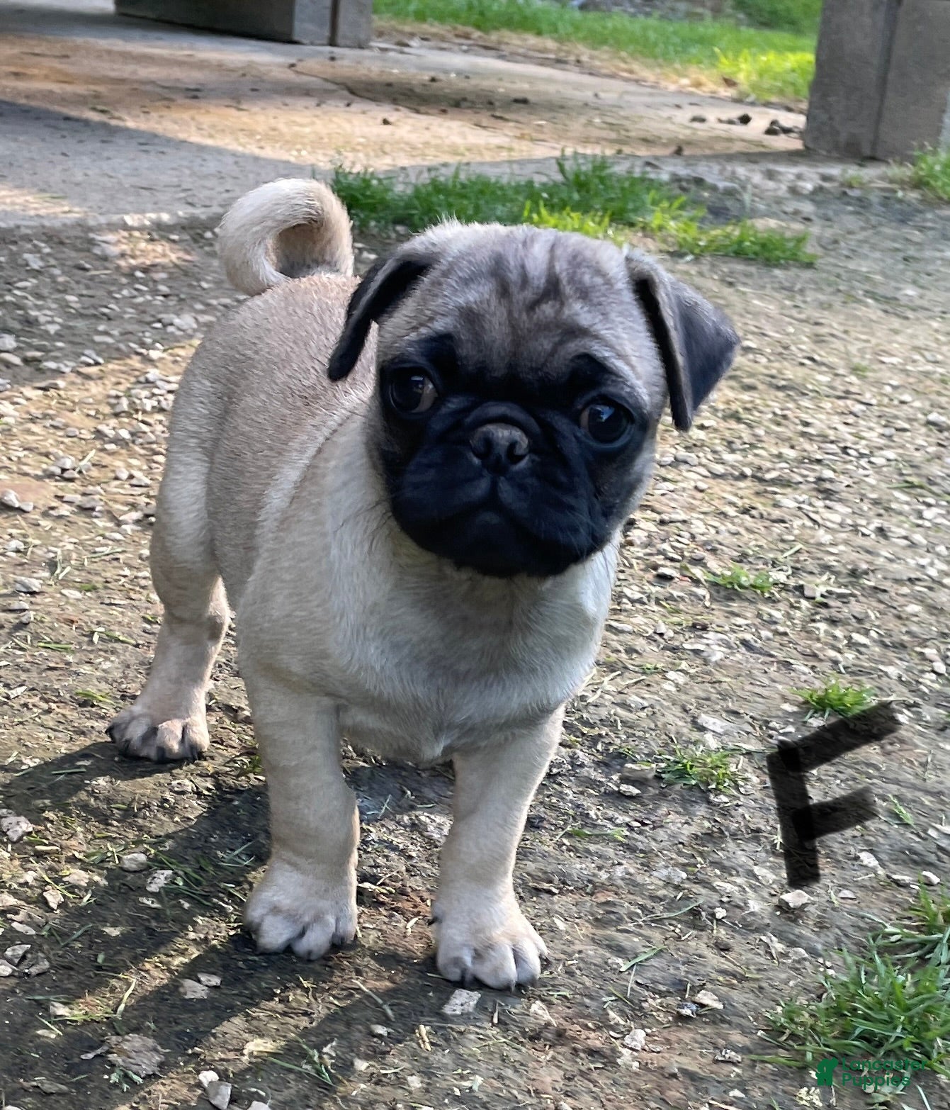 Pug dogs Pug Puppy 2 - Ad 14