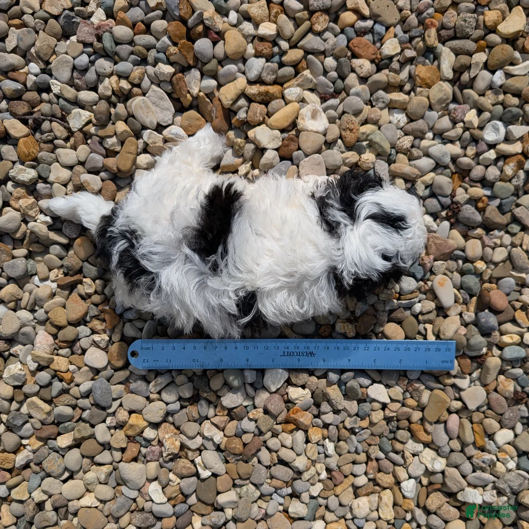 Teddy Bear dogs for sale: Dominoe - Ad 11