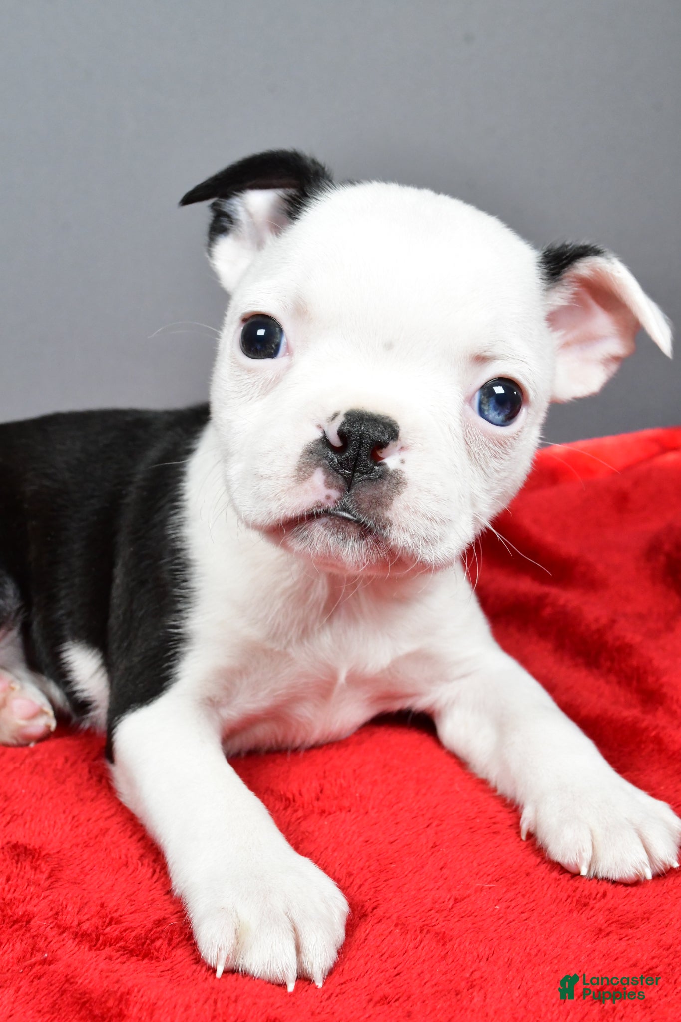 Boston Terrier dogs Trixie - Ad 1