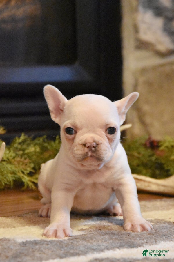 French Bulldog dogs Lilac - Ad 1