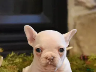 French Bulldog dogs for sale: Lilac - Ad 2