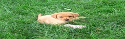 Labrador Retriever dogs for sale: Constance - Ad 2