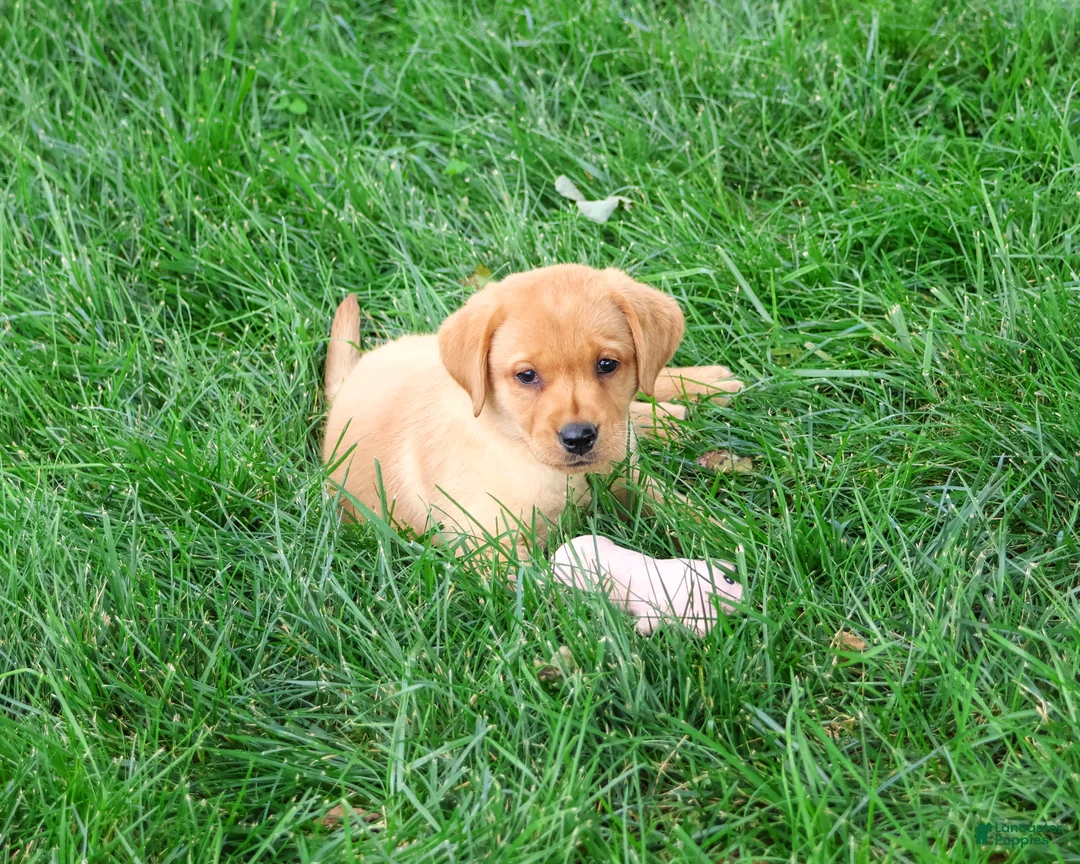 Labrador Retriever dogs for sale: Constance - Ad 2