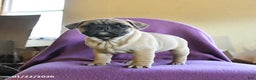 Frug dogs for sale: Trixie - Ad 3