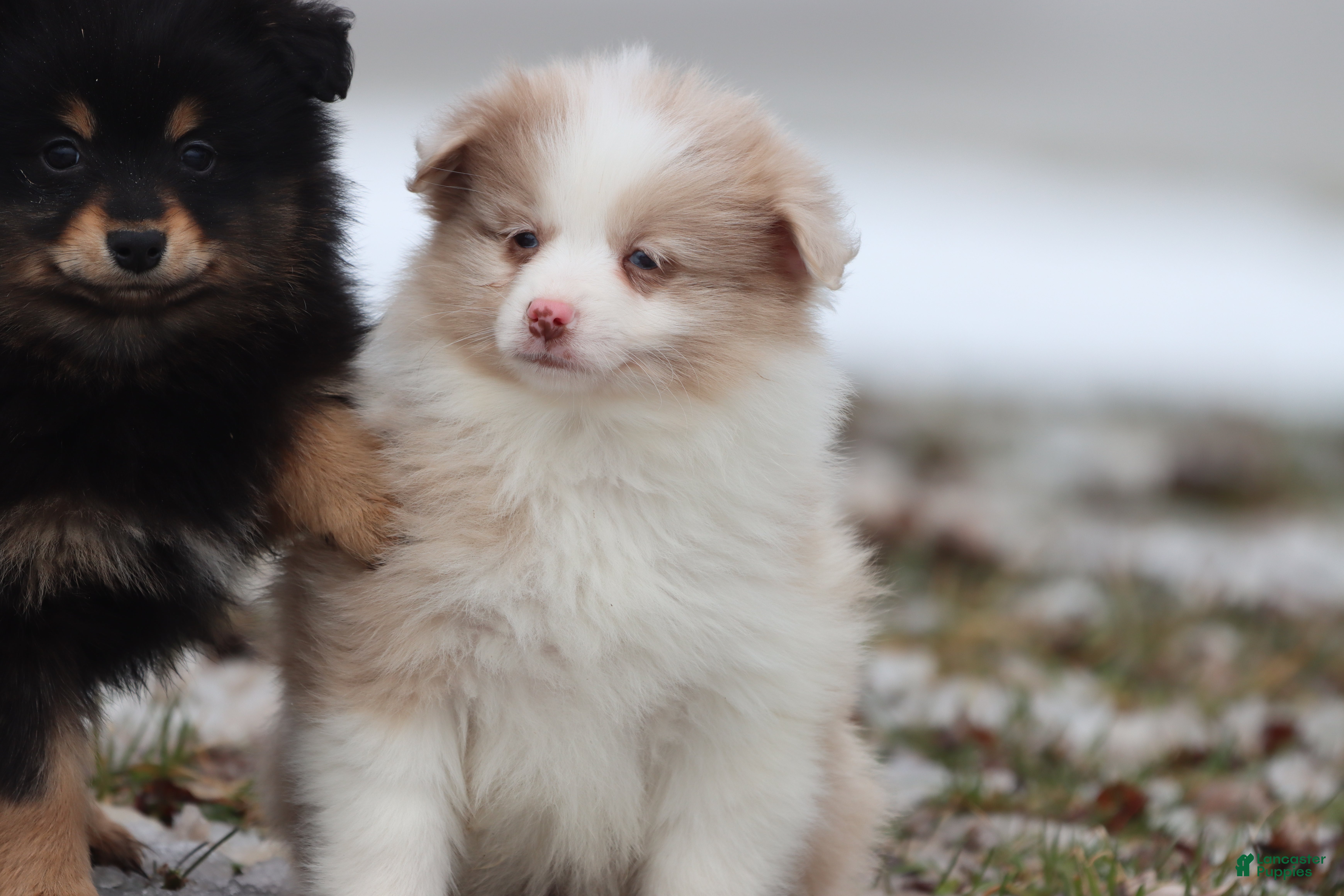 Mixed Breed dogs Coffee Cake - Ad 13