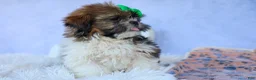 Shih Tzu dogs for sale: RUSTY - Ad 12