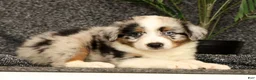 Miniature Australian Shepherd dogs for sale: Milo - Ad 6