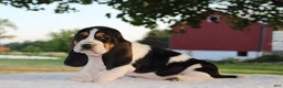Basset Hound dogs for sale: Macy - Ad 1