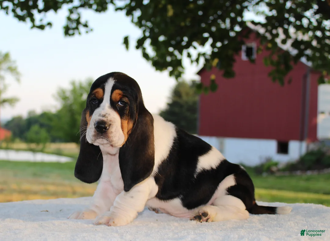 Basset Hound dogs for sale: Macy - Ad 1