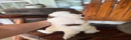 Aussiedoodle dogs for sale: Aussiedoodle 2 - Ad 2