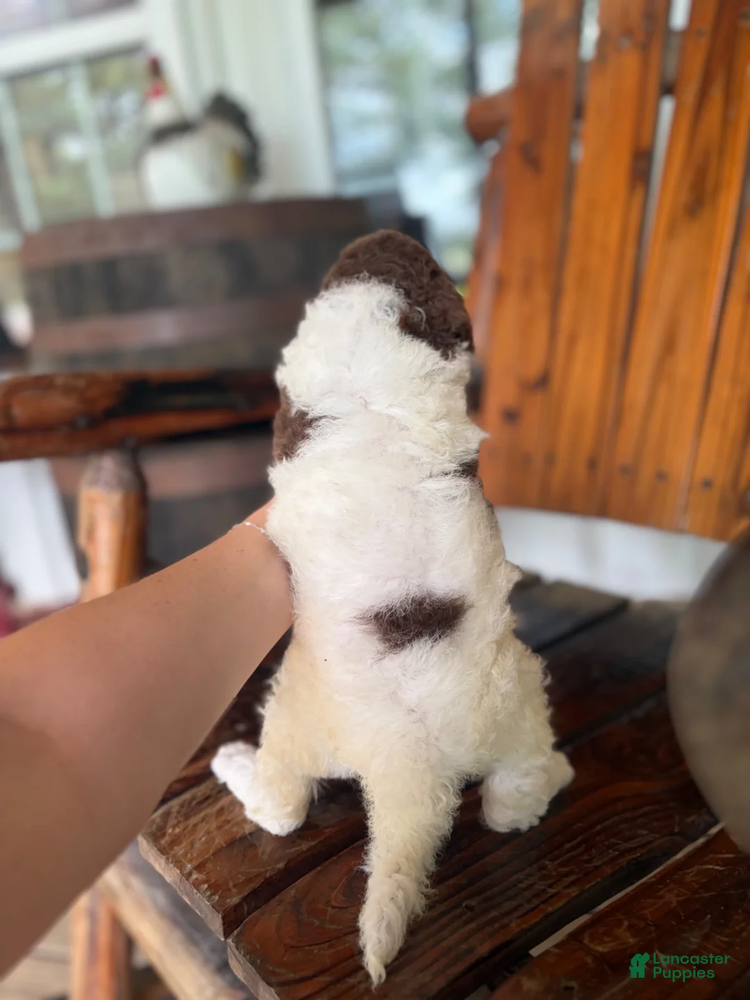 Aussiedoodle dogs for sale: Aussiedoodle 2 - Ad 2