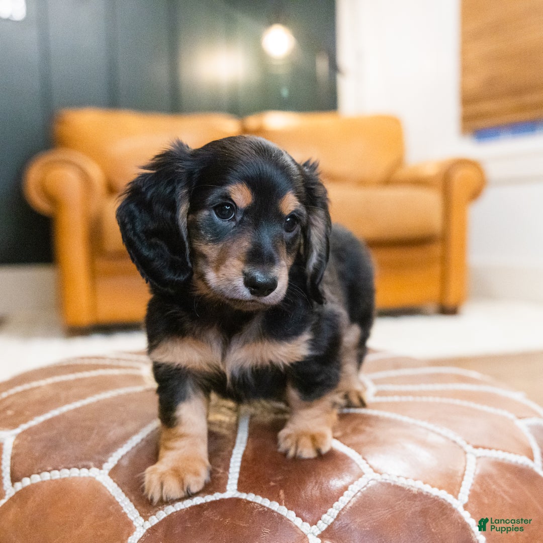 Miniature Dachshund dogs for sale: Oskar - Ad 2