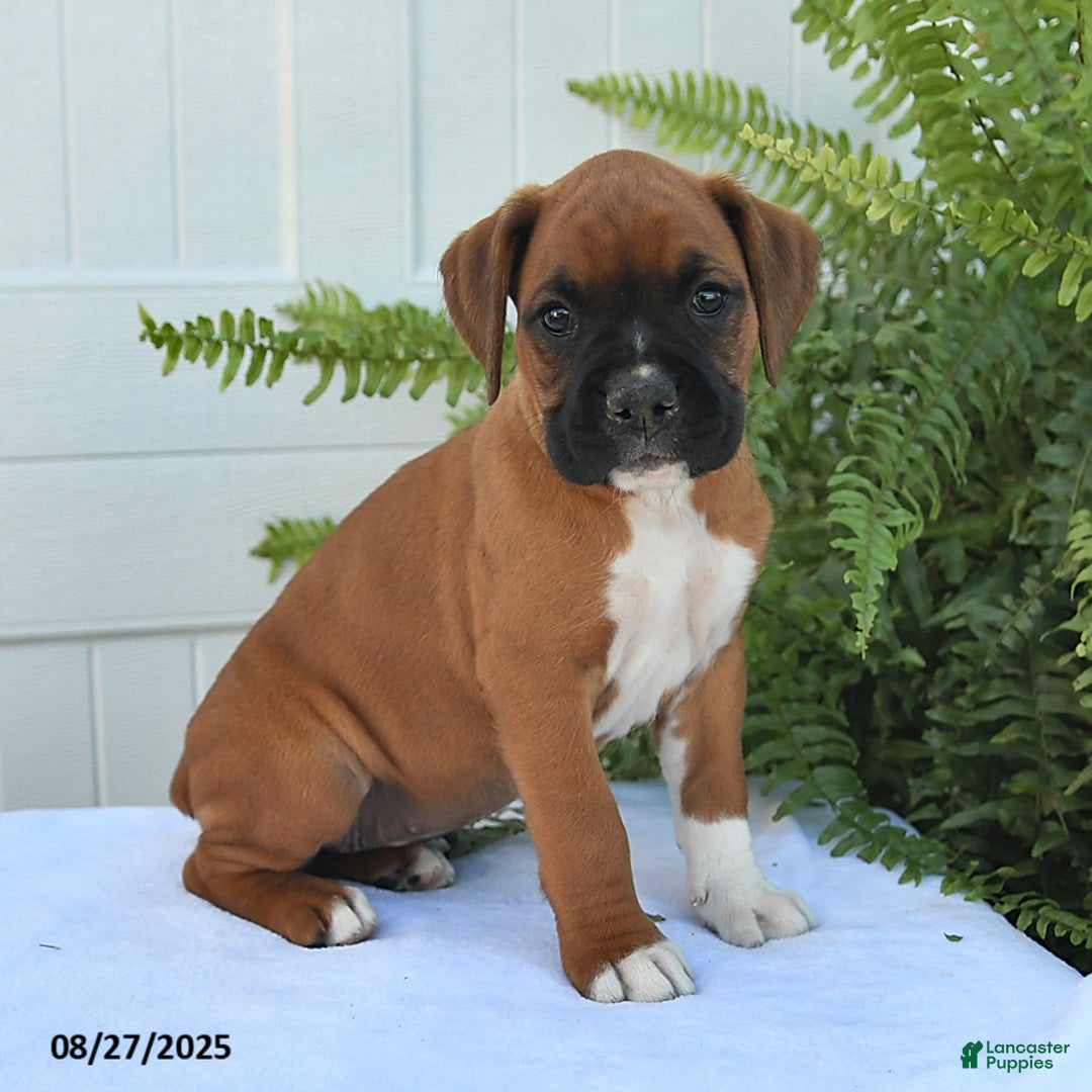 Female Boxer Red And White Boxer Dog Hazel For Sale In Millersburg