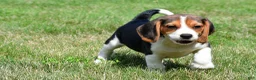 Beagle dogs for sale: Cash - Ad 7