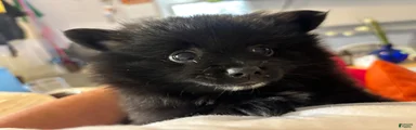 Pomeranian 4-Nefertiti 