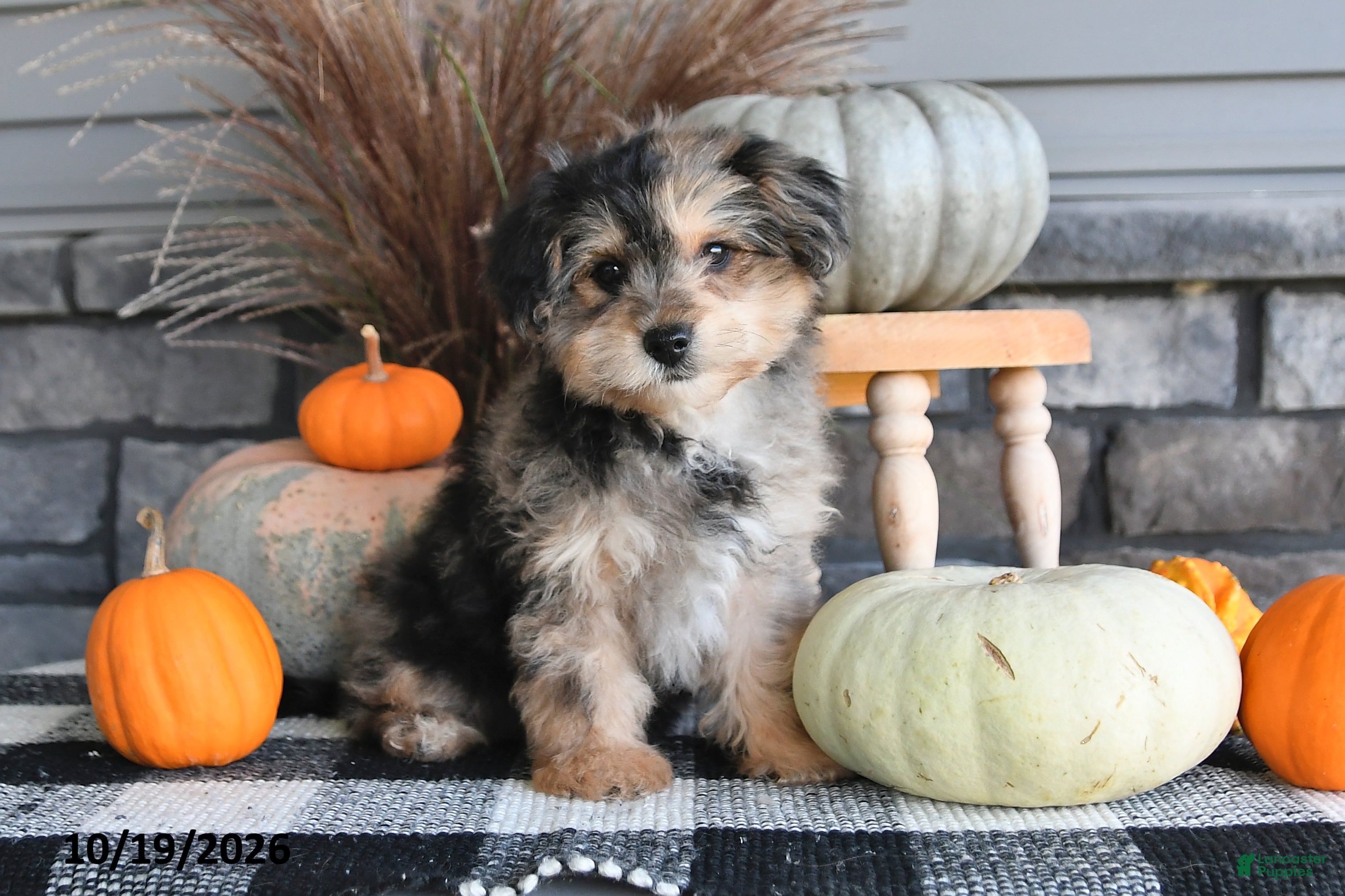 Yorkiepoo dogs Amber - Ad 1