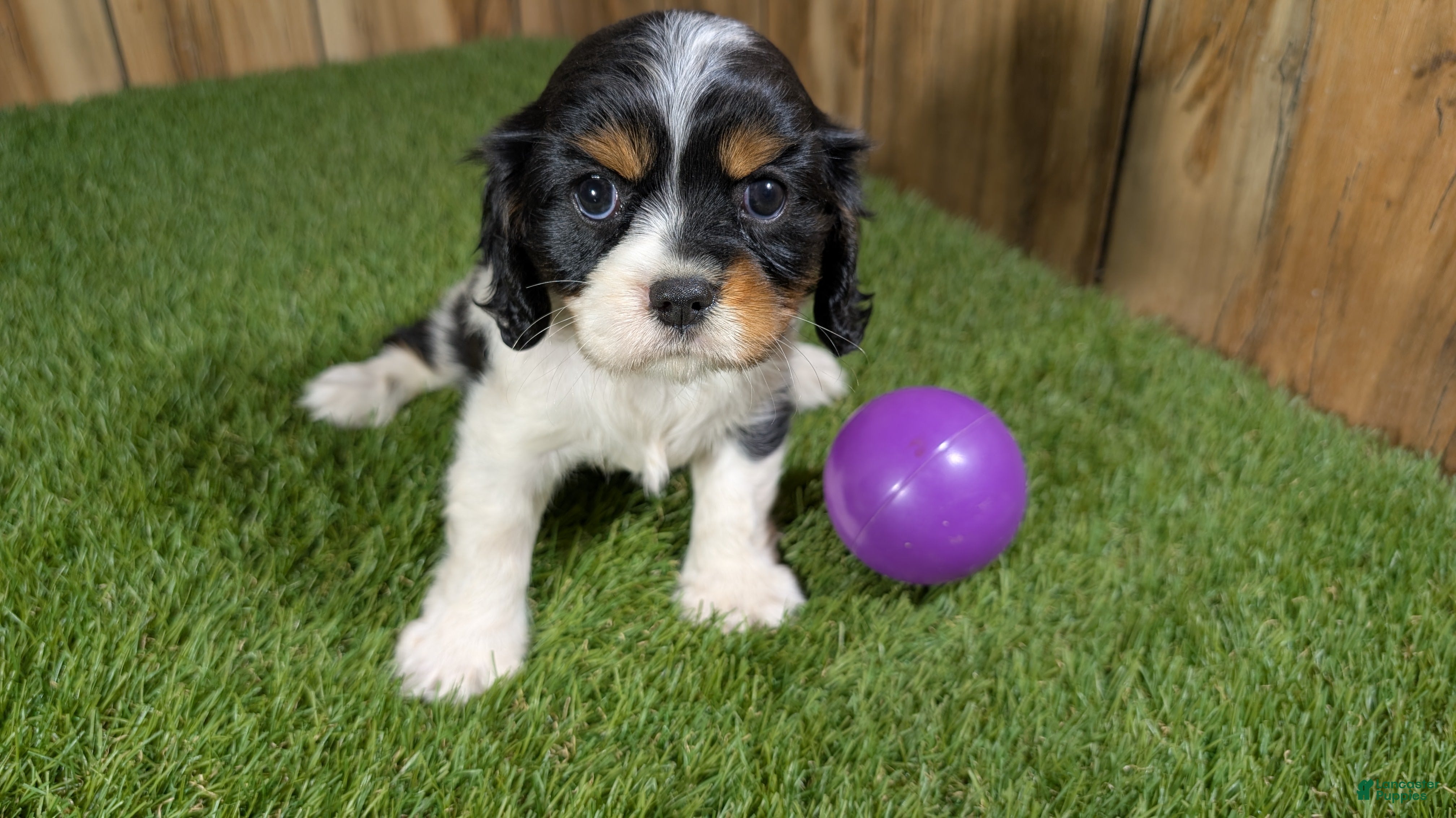 Cavalier King Charles Spaniel dogs Gracie Girl 1 - Ad 1