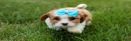 Cavapoo dogs for sale: Victor 🐾 - Ad 5