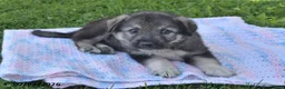 Mixed Breed dogs for sale: Bear - Ad 2
