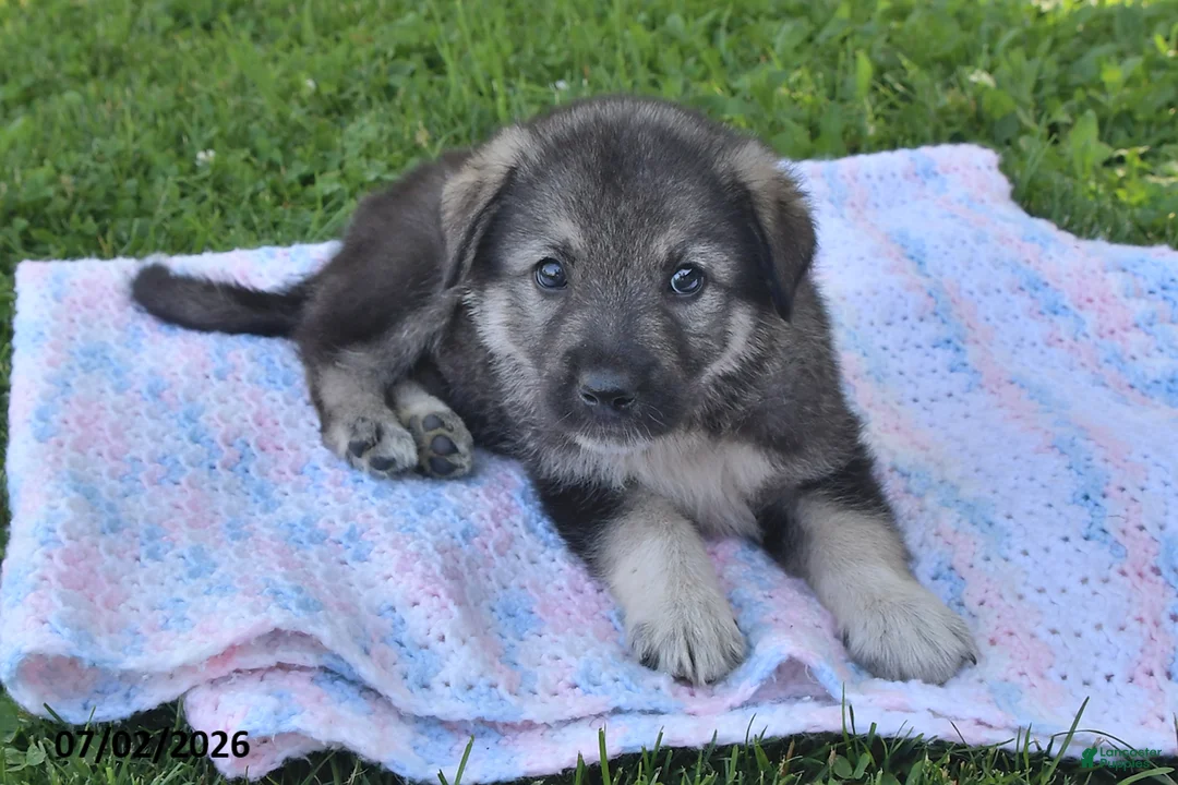Mixed Breed dogs for sale: Bear - Ad 2