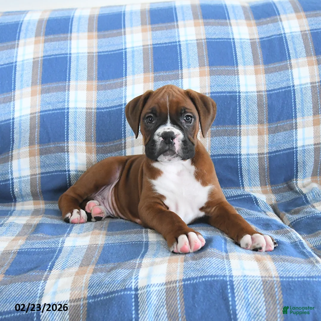 Boxer dogs for sale: Champion - Ad 4