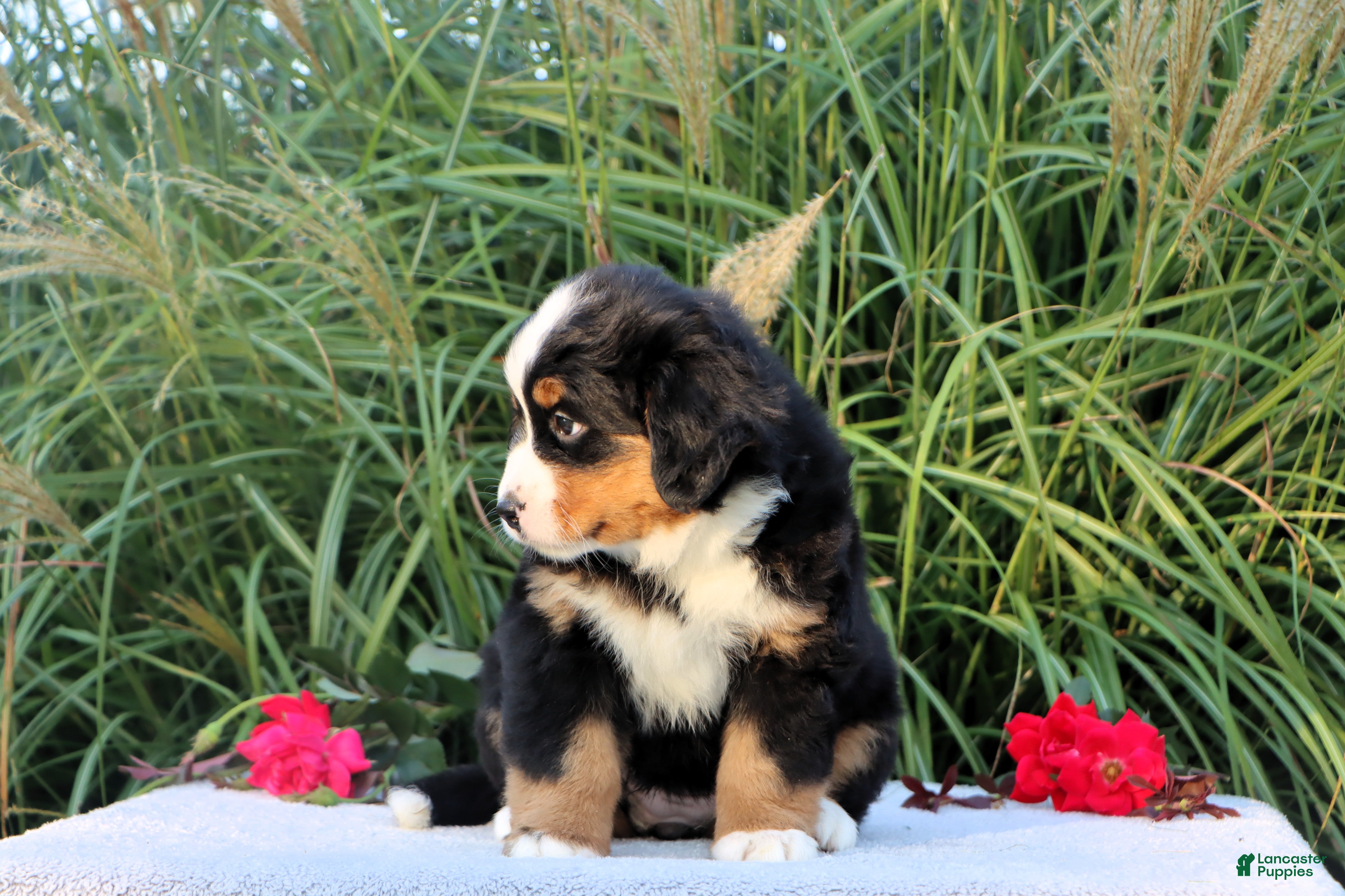 Bernese Mountain Dog dogs Lyndon AKC - Ad 2