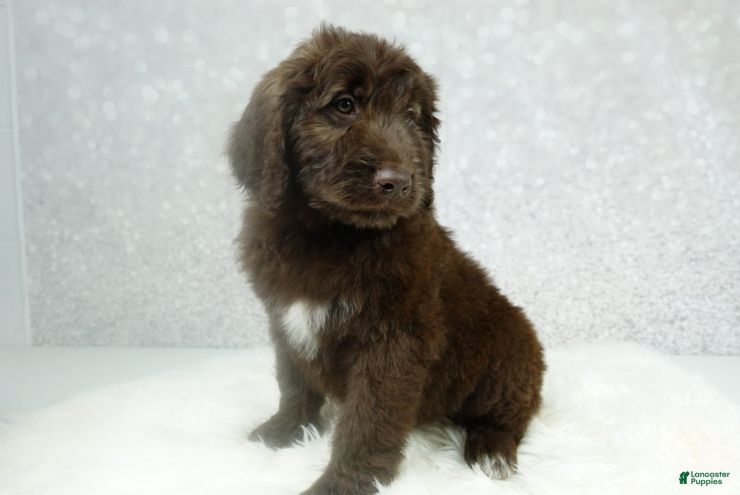 Newfypoo dogs for sale: Hunter - Ad 5