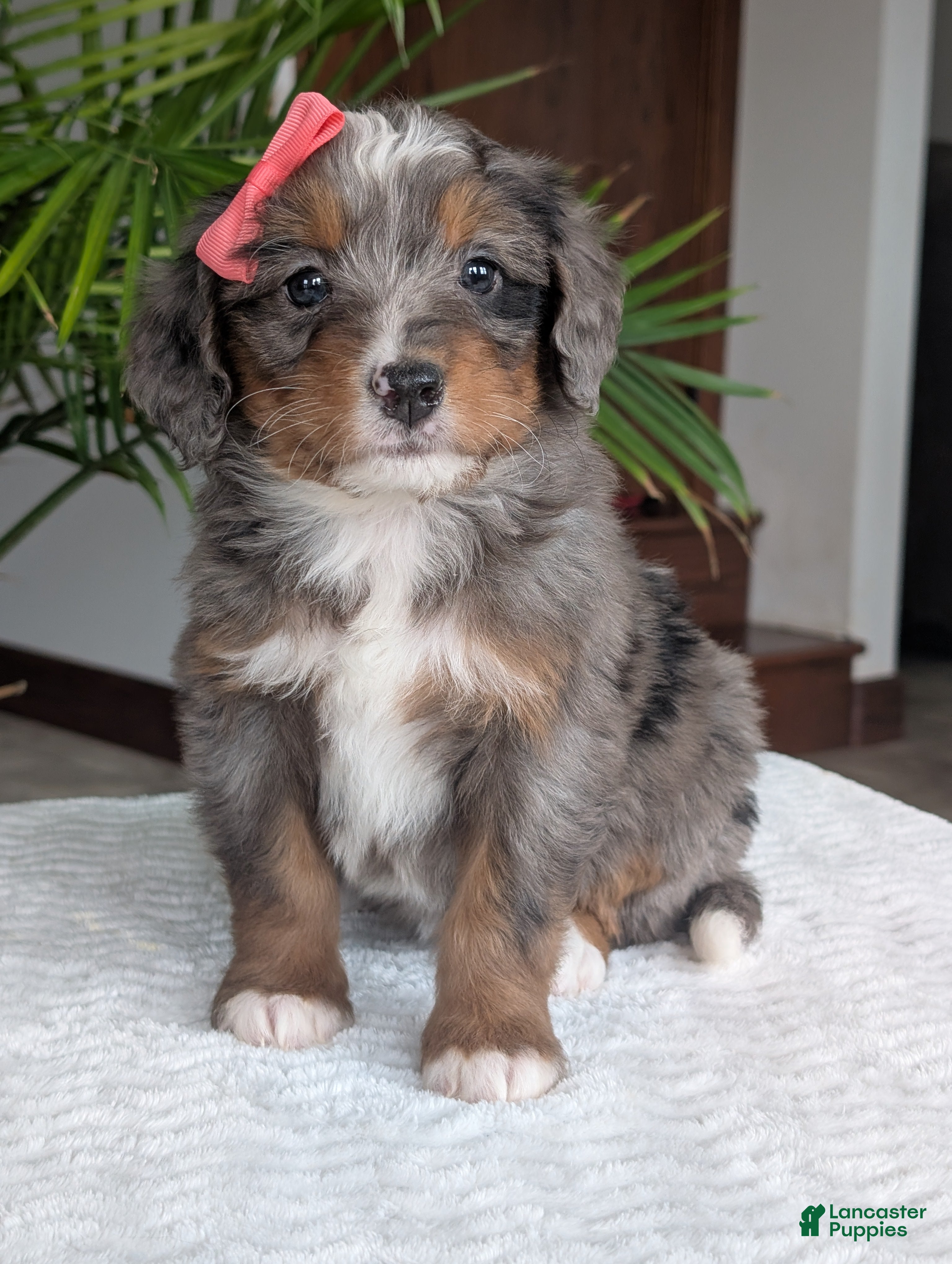 Mini Bernedoodle dogs Mini Pearl  - Ad 2